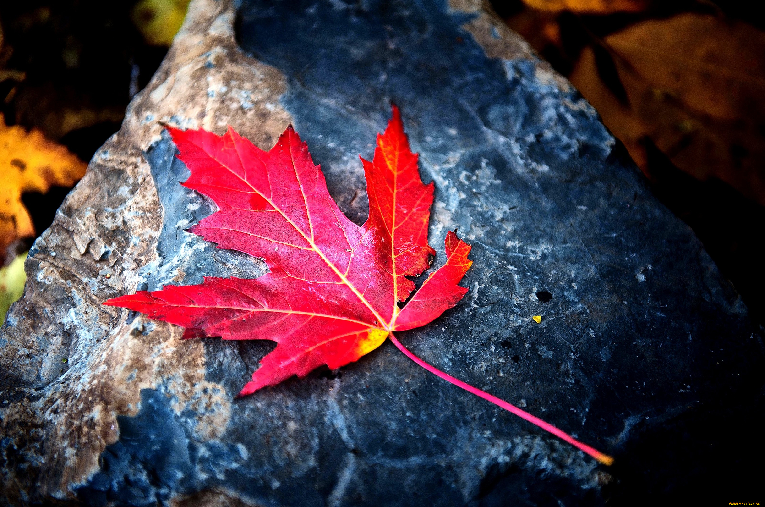 Сток лист. Осенний кленовый лист. Осень листья. Красивые осенние листья. Красивое литье.